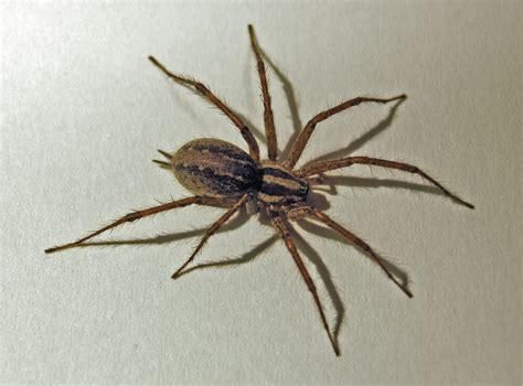 Northwest Spider